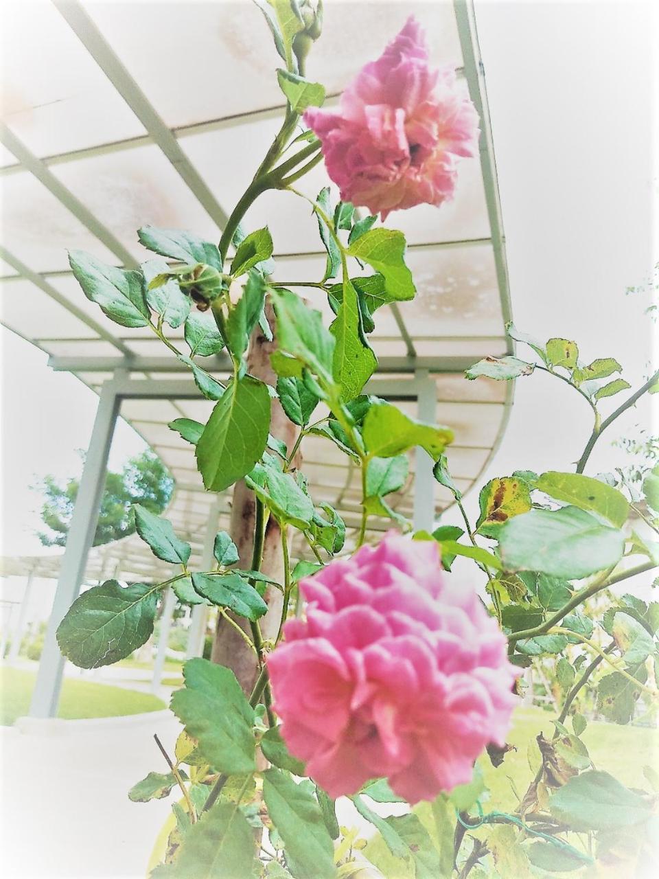 The White Garden Premier Saraburi Hotel Ban Dao Ruang  Exterior foto